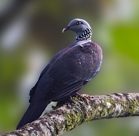 Nilgiri Wood Pigeon (Columba elphinstonii)